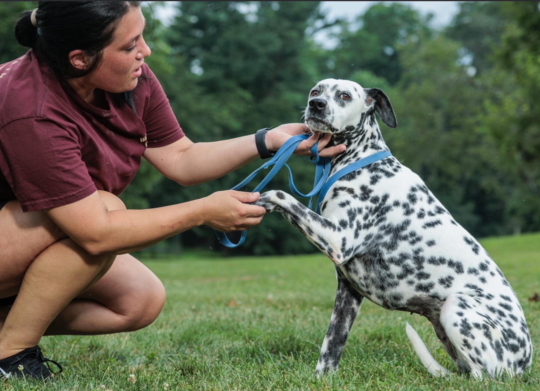 Enlarge Scottie, a Adoptable Dalmatian in Chester Springs, PA image 1/1