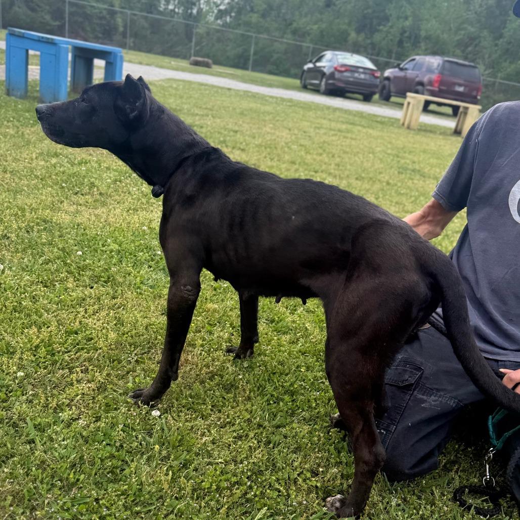 Enlarge Kora, a Adoptable Mixed Breed in Corinth, MS image 2/2