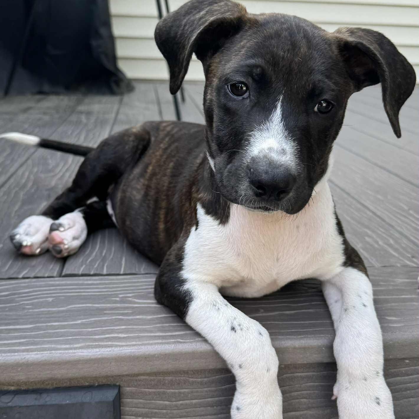 Pongo