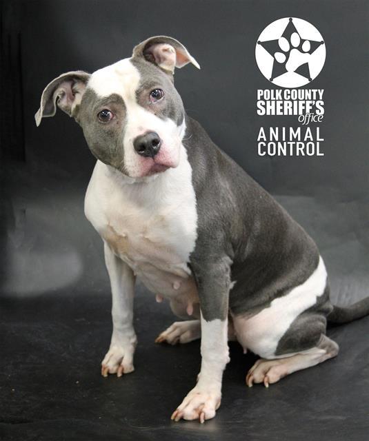SADIE, Adoptable, Adult Female American Bulldog & Mixed Breed.