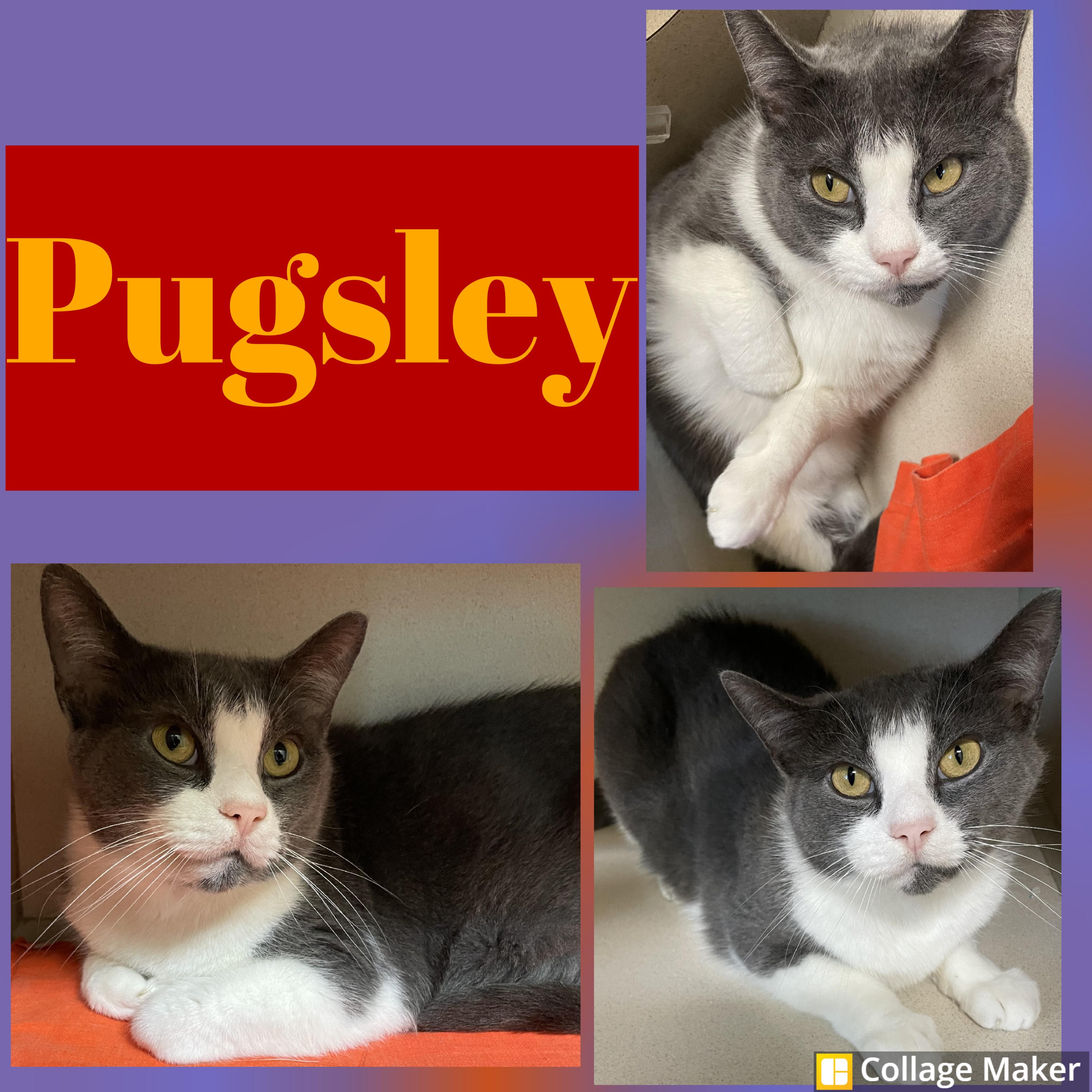 Pugsley