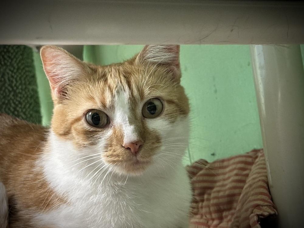 Enlarge Regina, a Adoptable Domestic Short Hair in Richmond, IN image 1/1