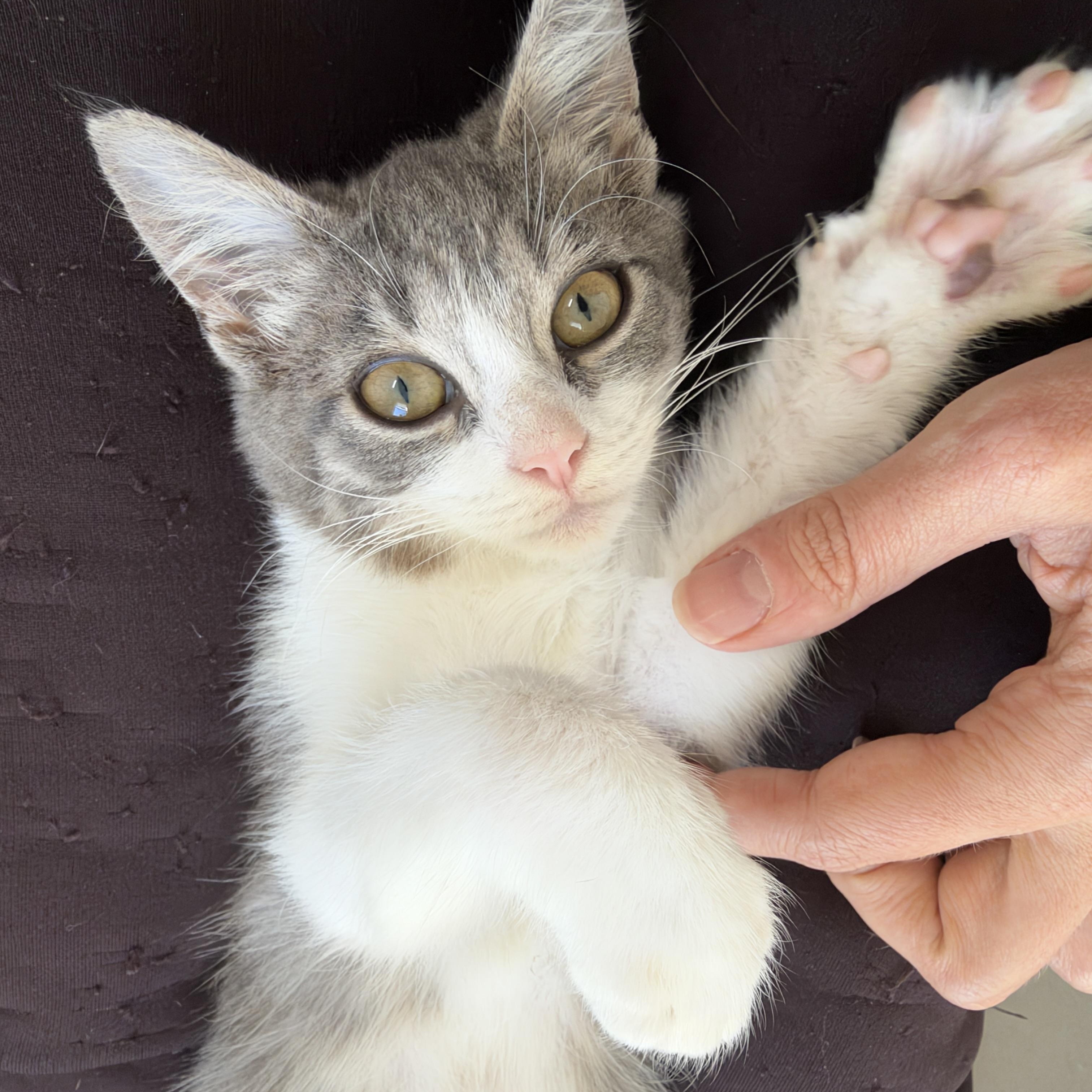 Enlarge Rigatoni, a Adopted Domestic Short Hair in Cleveland Heights, OH image 3/5