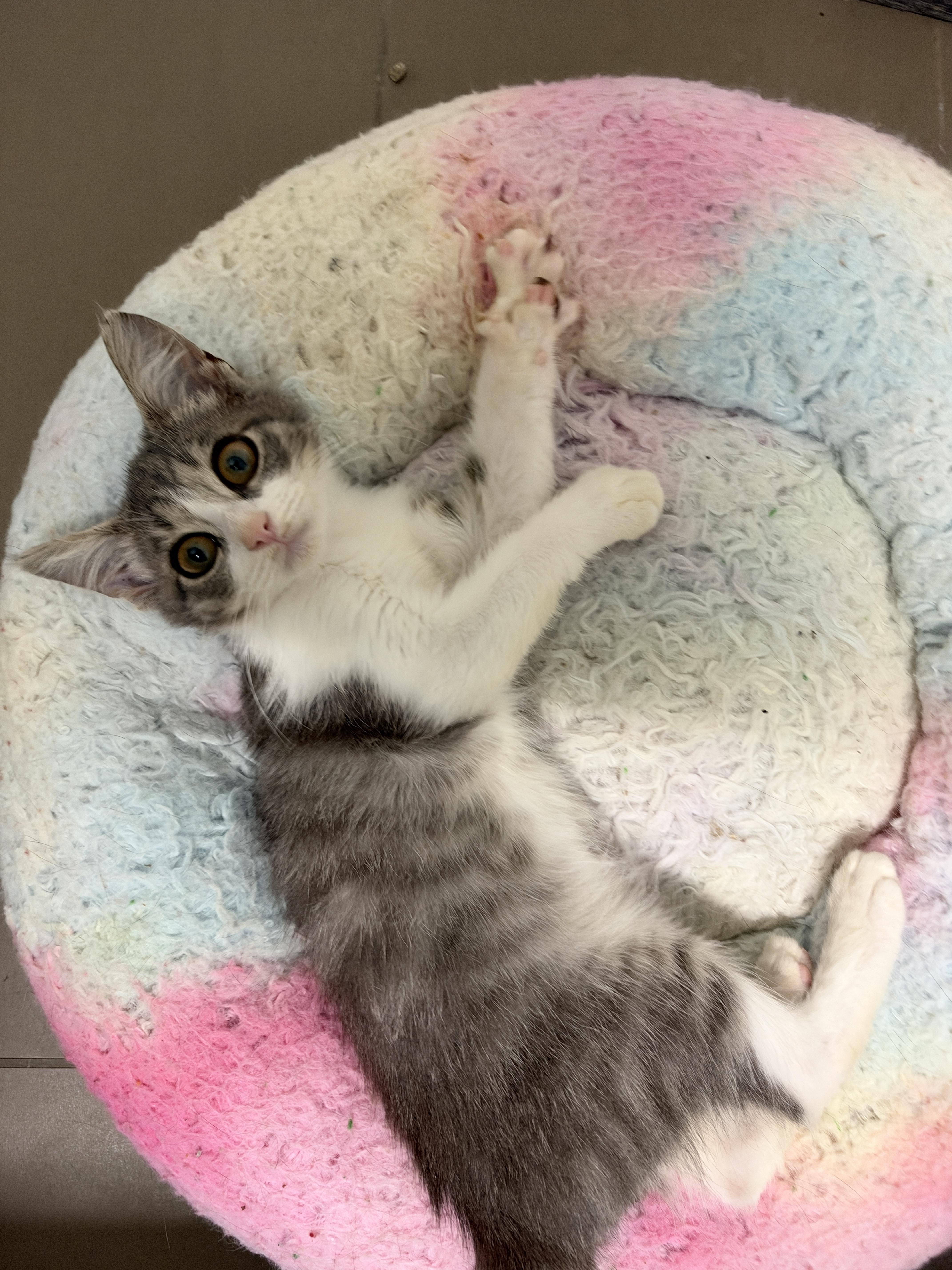Enlarge Rigatoni, a Adopted Domestic Short Hair in Cleveland Heights, OH image 1/5