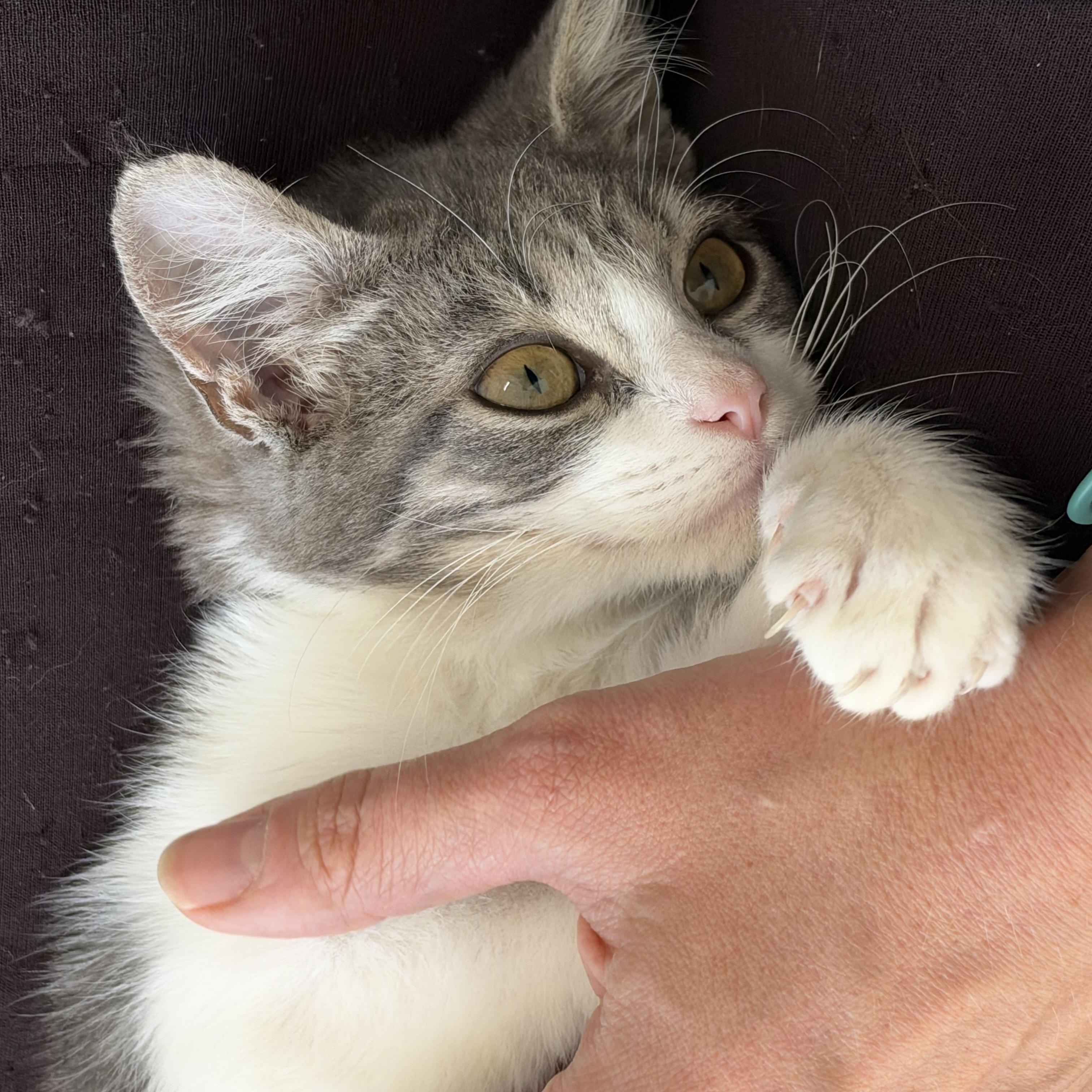 Enlarge Rigatoni, a Adopted Domestic Short Hair in Cleveland Heights, OH image 2/5