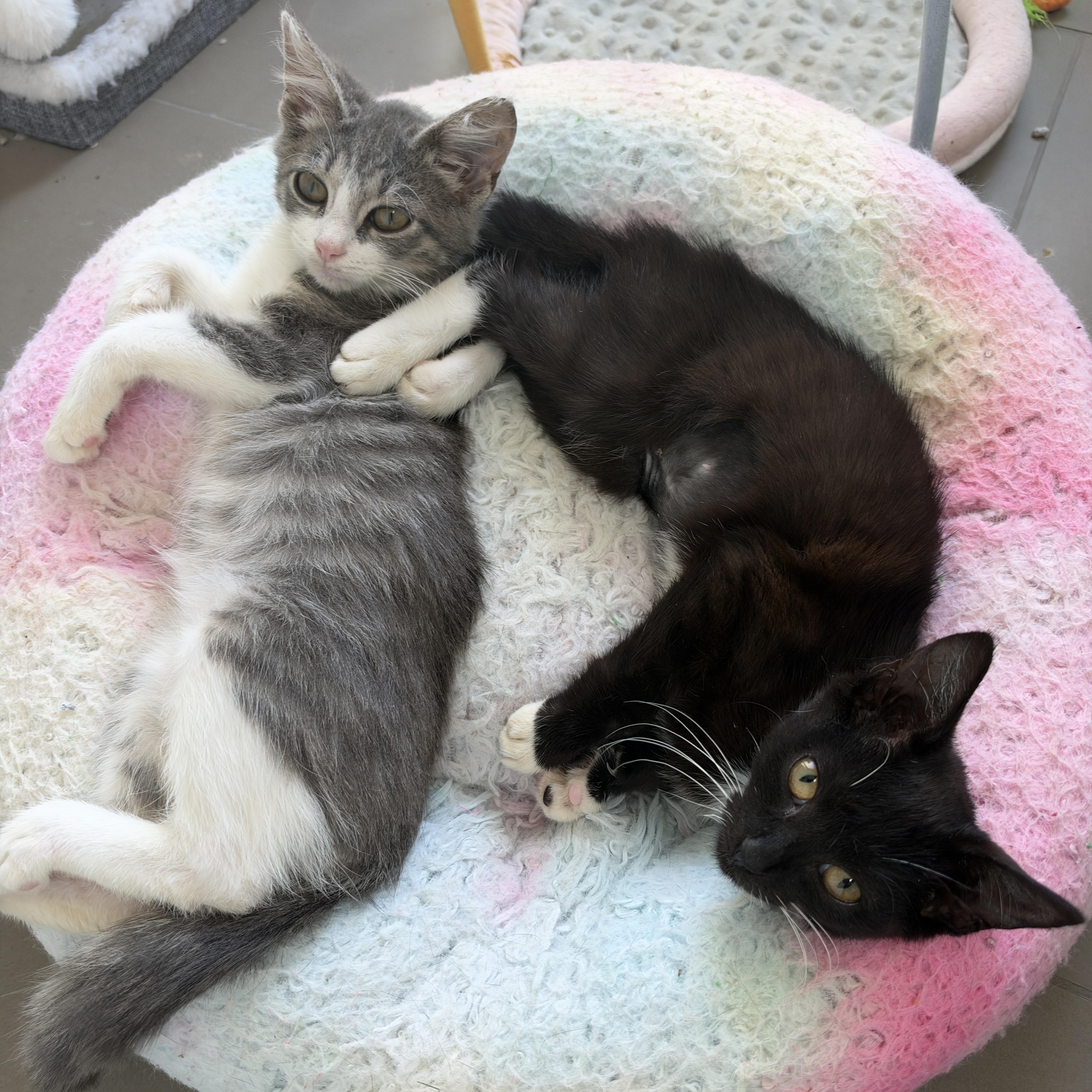 Enlarge Rigatoni, a Adopted Domestic Short Hair in Cleveland Heights, OH image 5/5