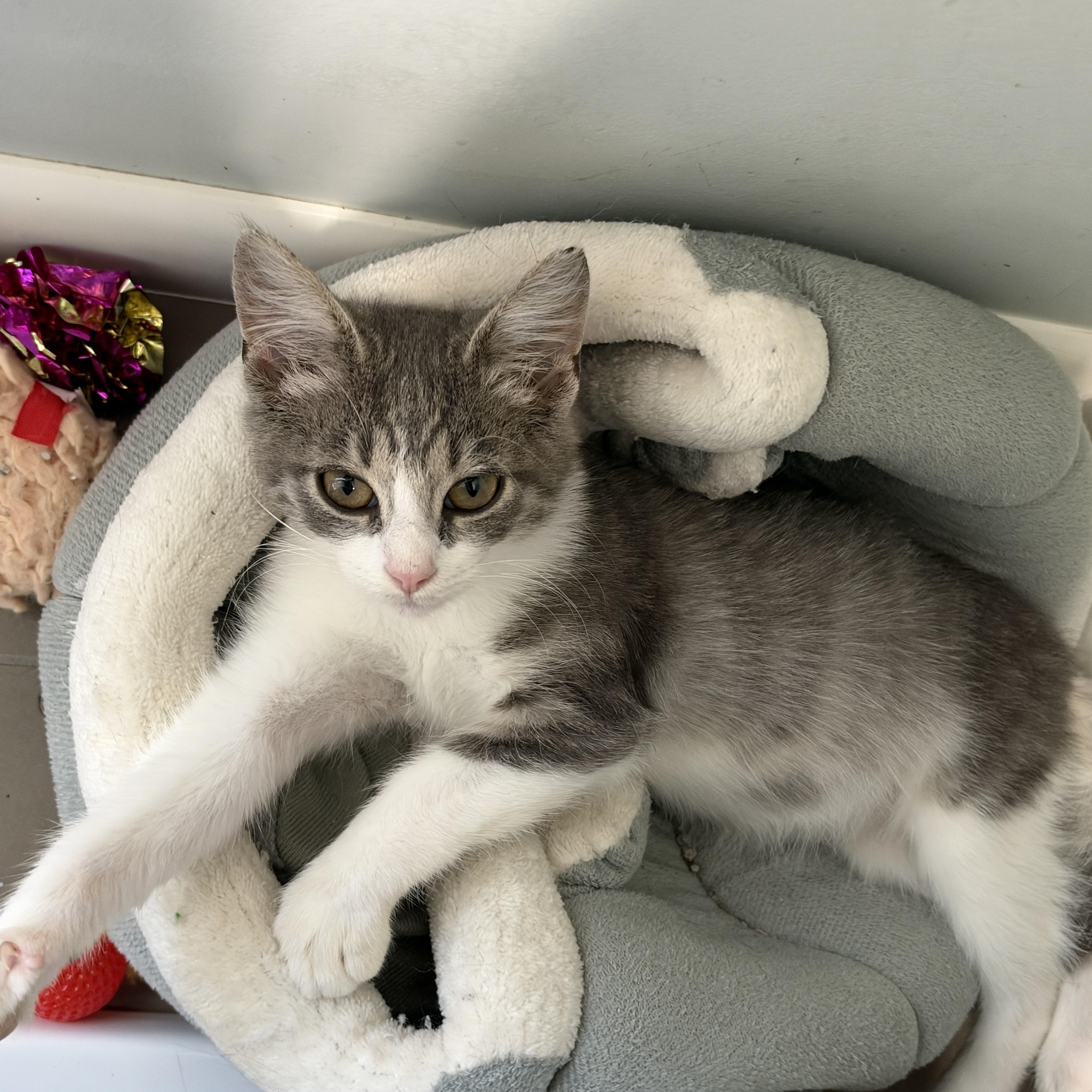 Enlarge Rigatoni, a Adopted Domestic Short Hair in Cleveland Heights, OH image 4/5