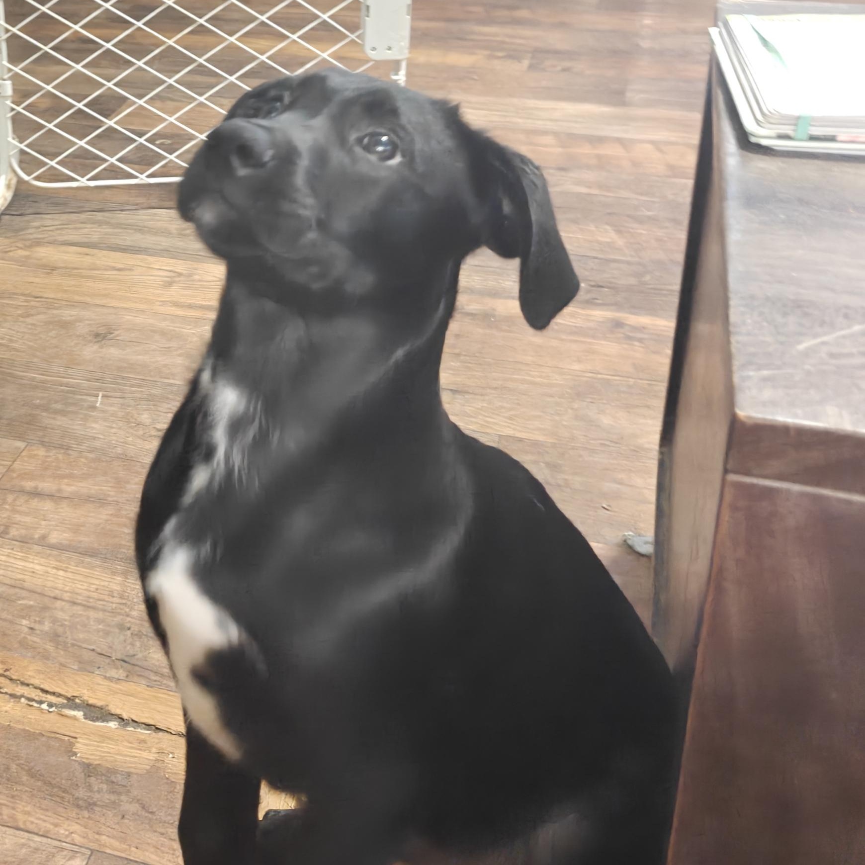 Surter, Adoptable, Puppy Male Black Labrador Retriever.