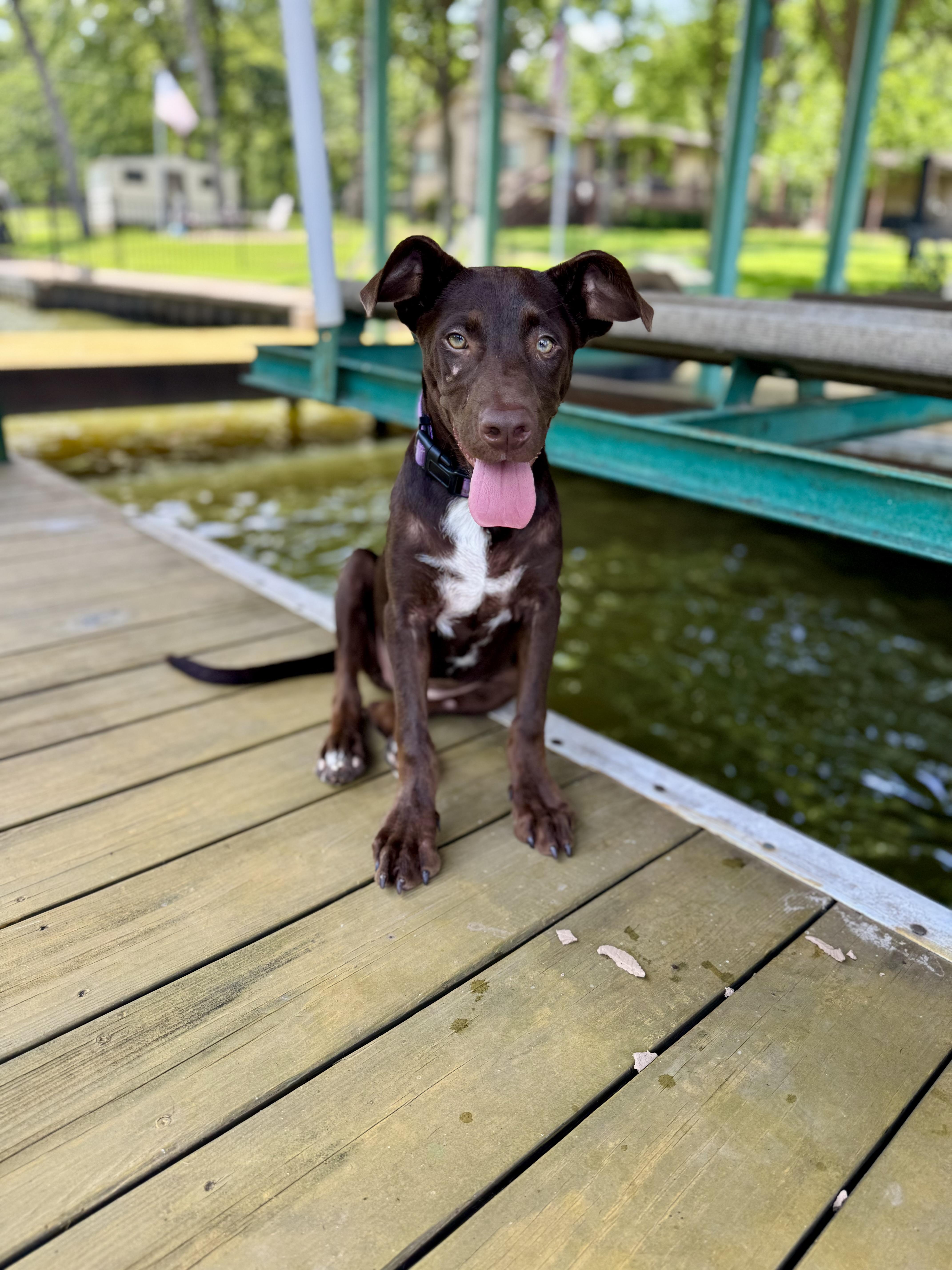 Sadie, a Adoptable mixed breed in Dallas, TX image 5/6