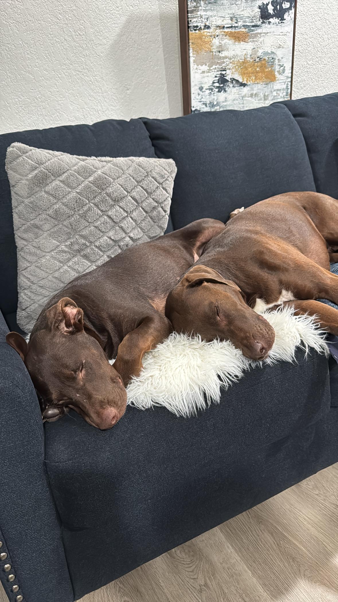 Sadie, adopted, Young Female Labrador Retriever.