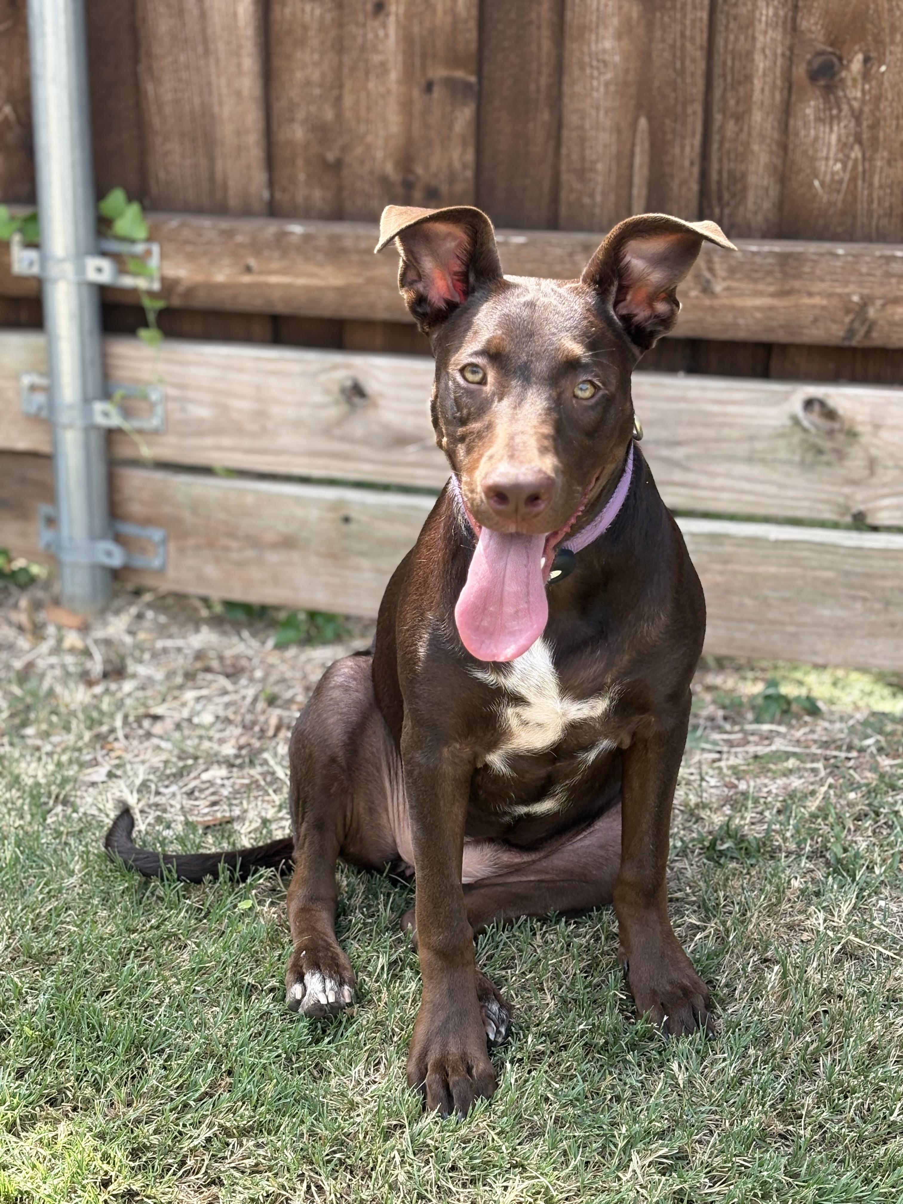Sadie, a Adoptable mixed breed in Dallas, TX image 6/6
