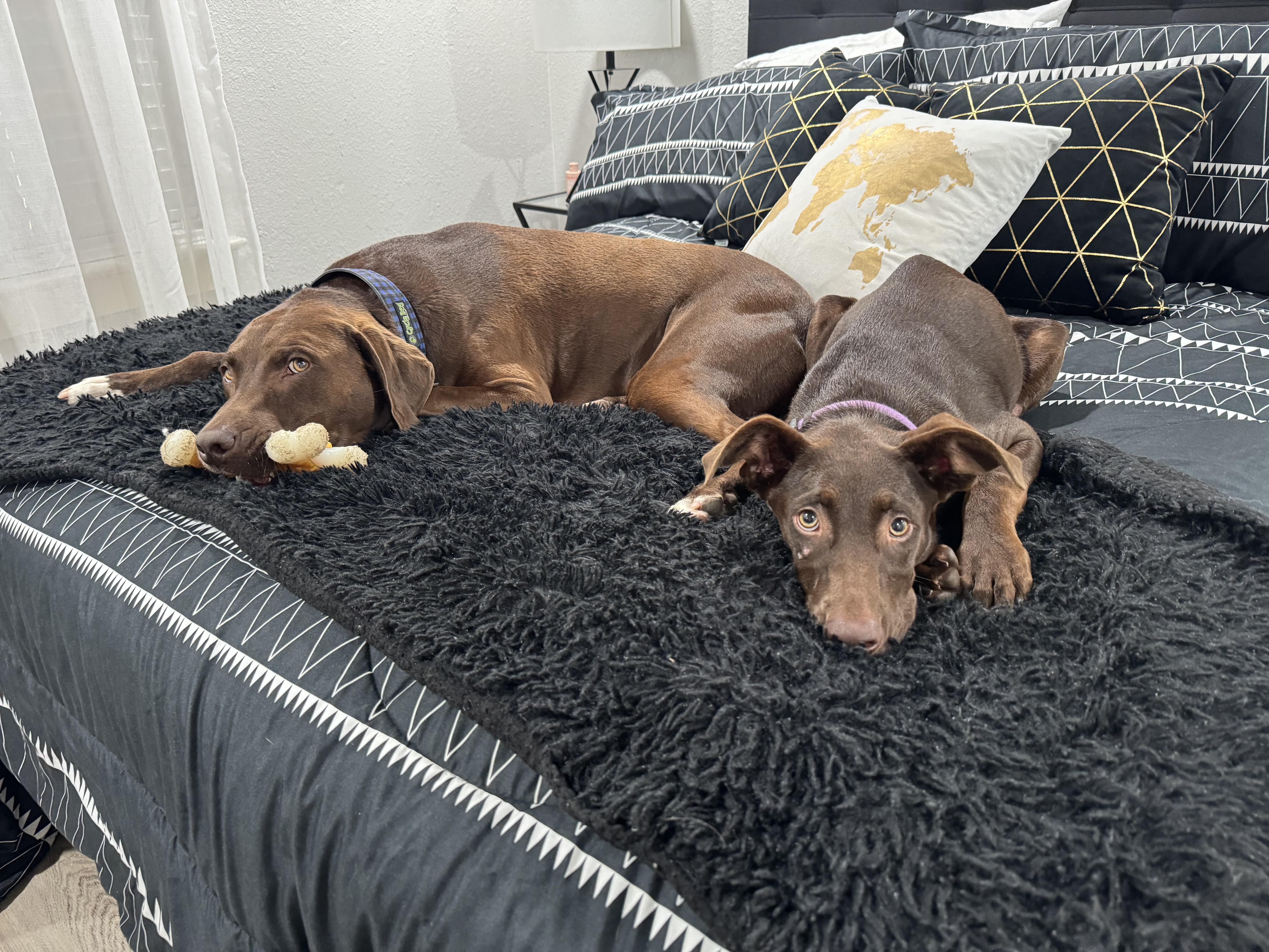 Sadie, a Adoptable mixed breed in Dallas, TX image 2/6