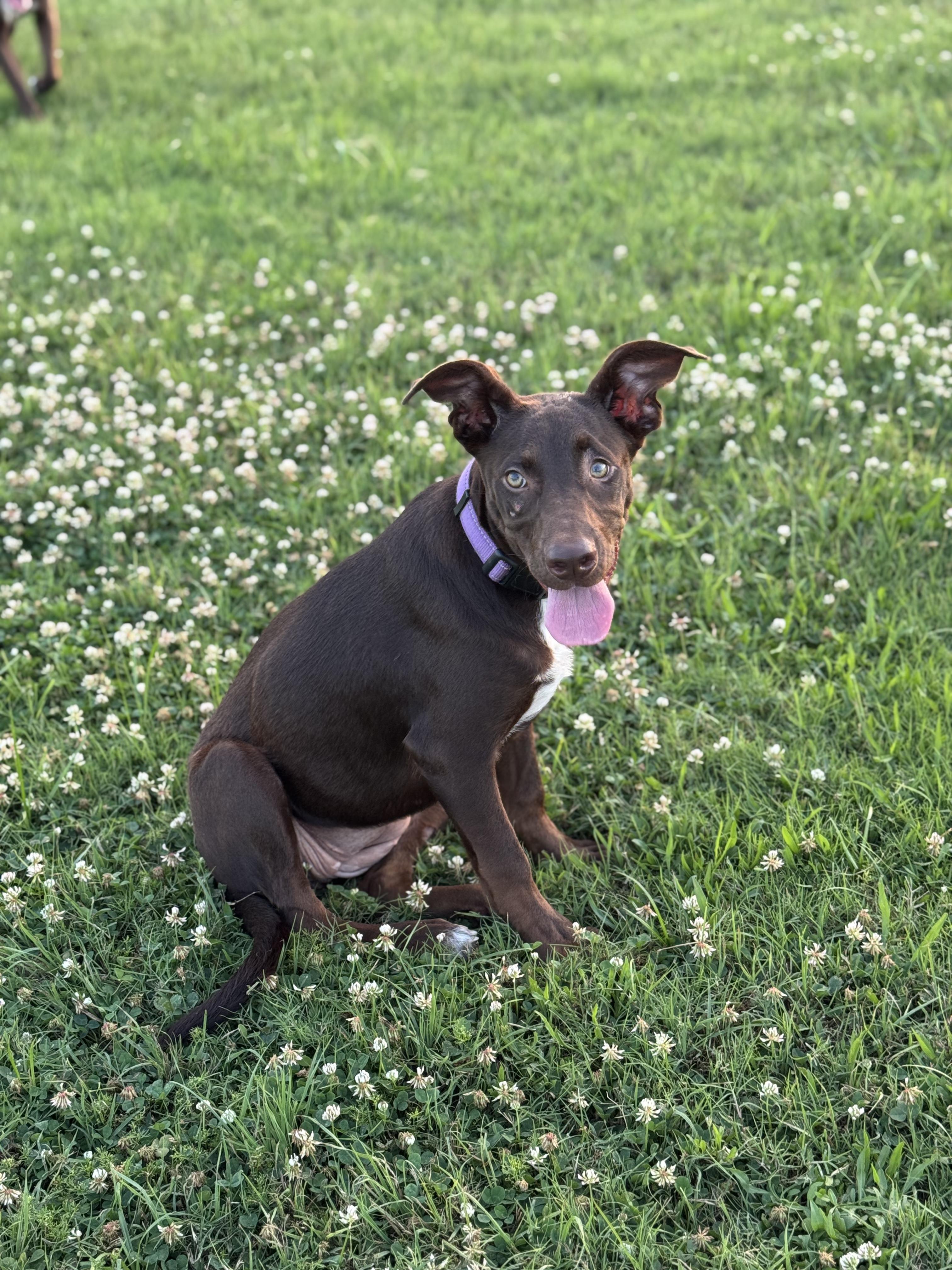 Sadie, a Adoptable mixed breed in Dallas, TX image 3/6