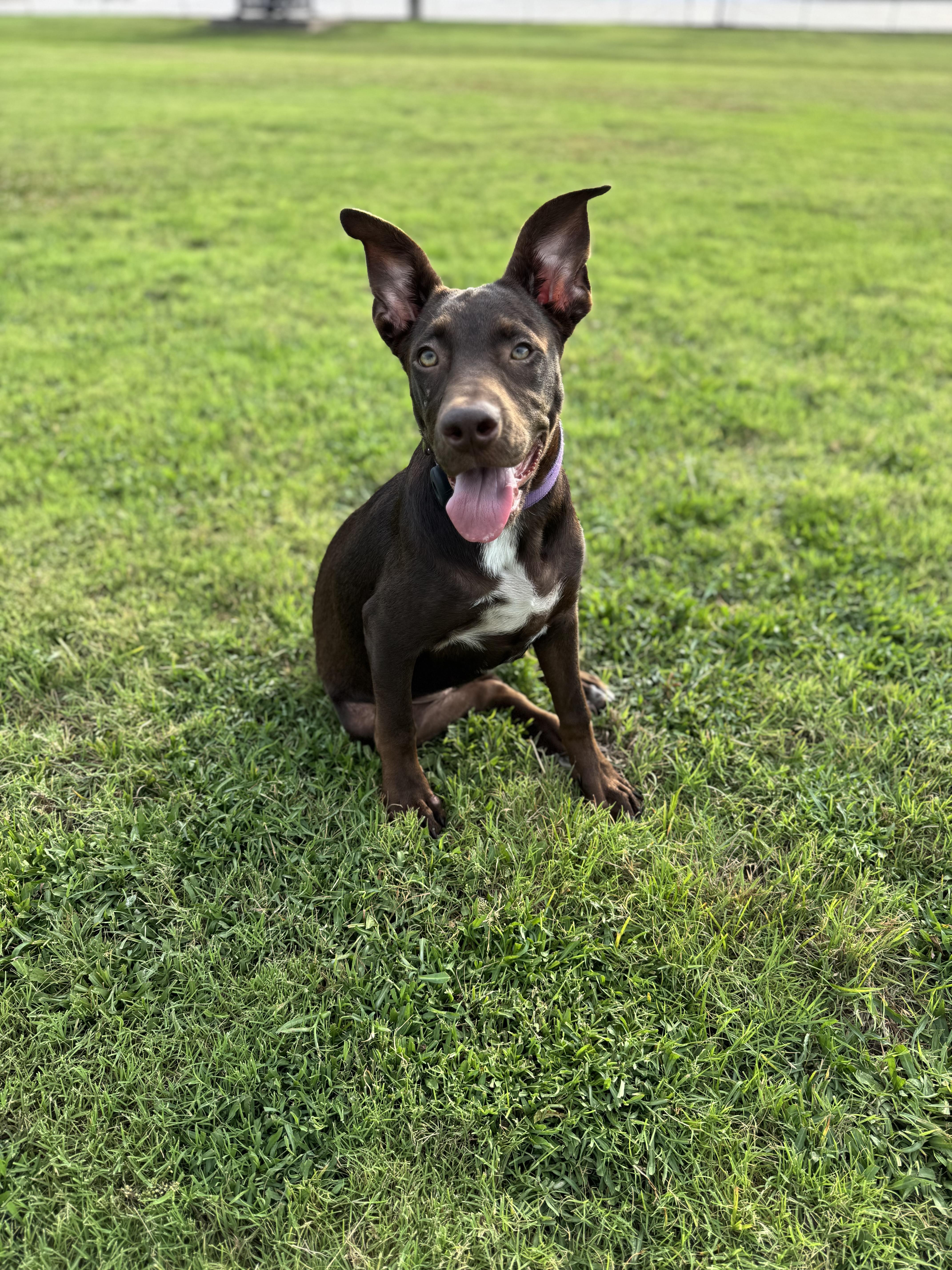 Sadie, a Adoptable mixed breed in Dallas, TX image 4/6