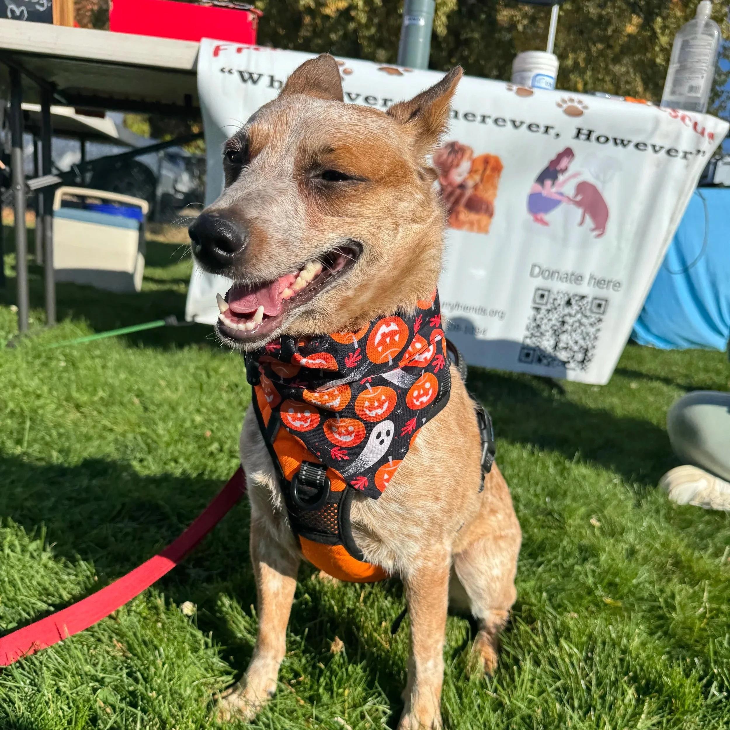 Sage, ADOPTABLE, Adult Female Australian Cattle Dog / Blue Heeler.