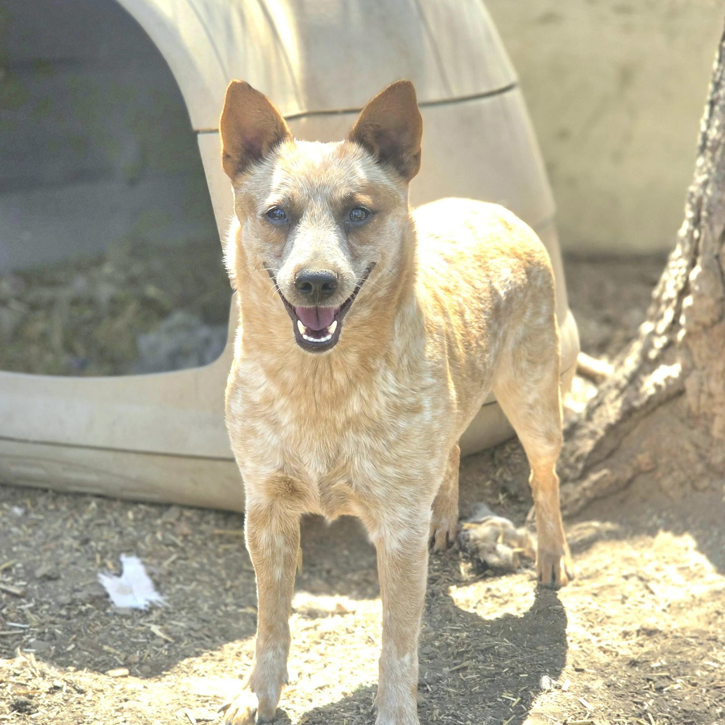 Sage, an adopted Australian Cattle Dog / Blue Heeler in Elk, WA image 2/5