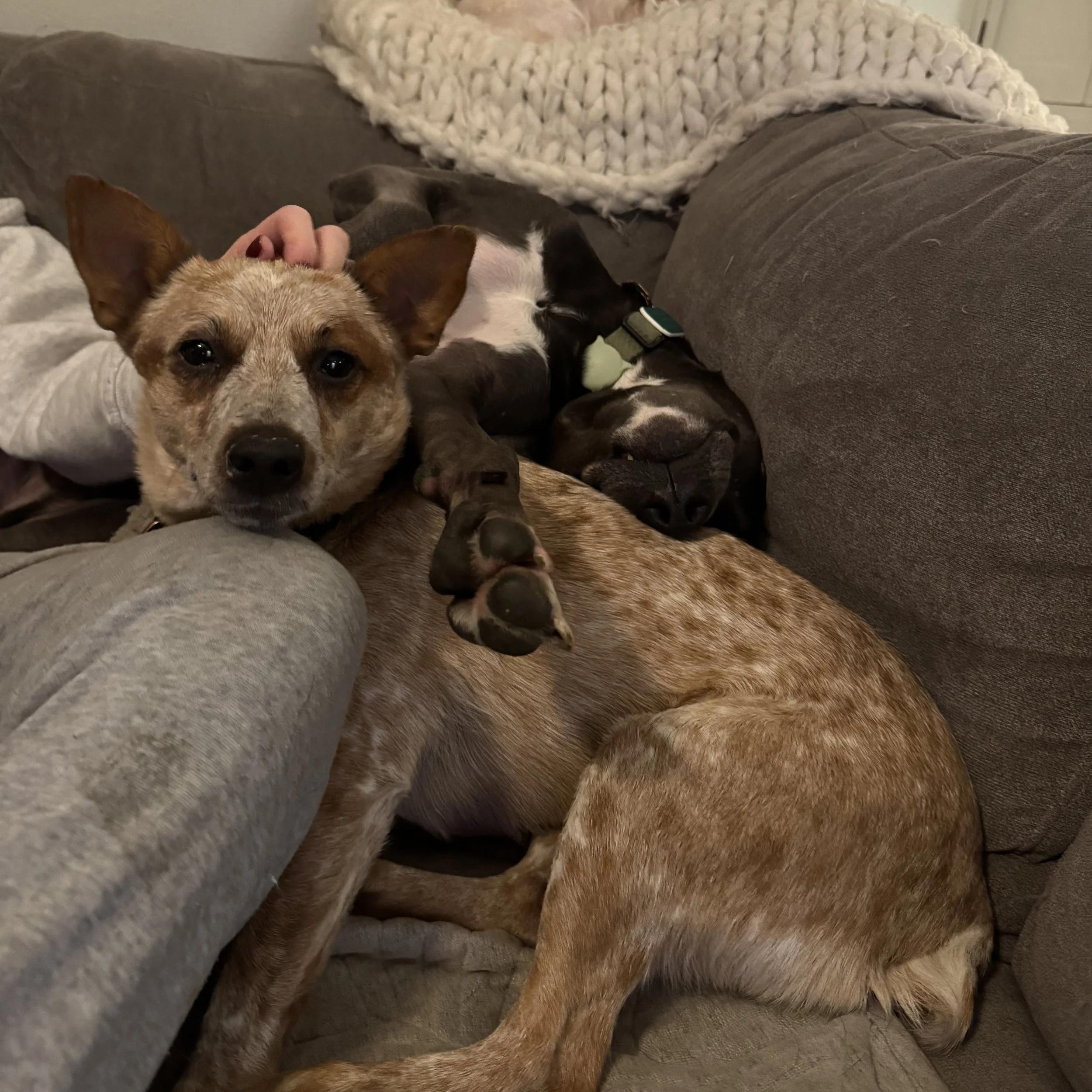Sage, an adopted Australian Cattle Dog / Blue Heeler in Elk, WA image 3/5