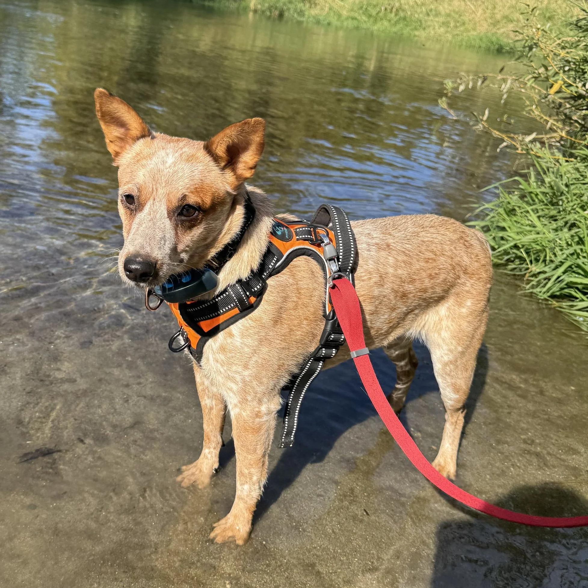 Sage, an adopted Australian Cattle Dog / Blue Heeler in Elk, WA image 4/5