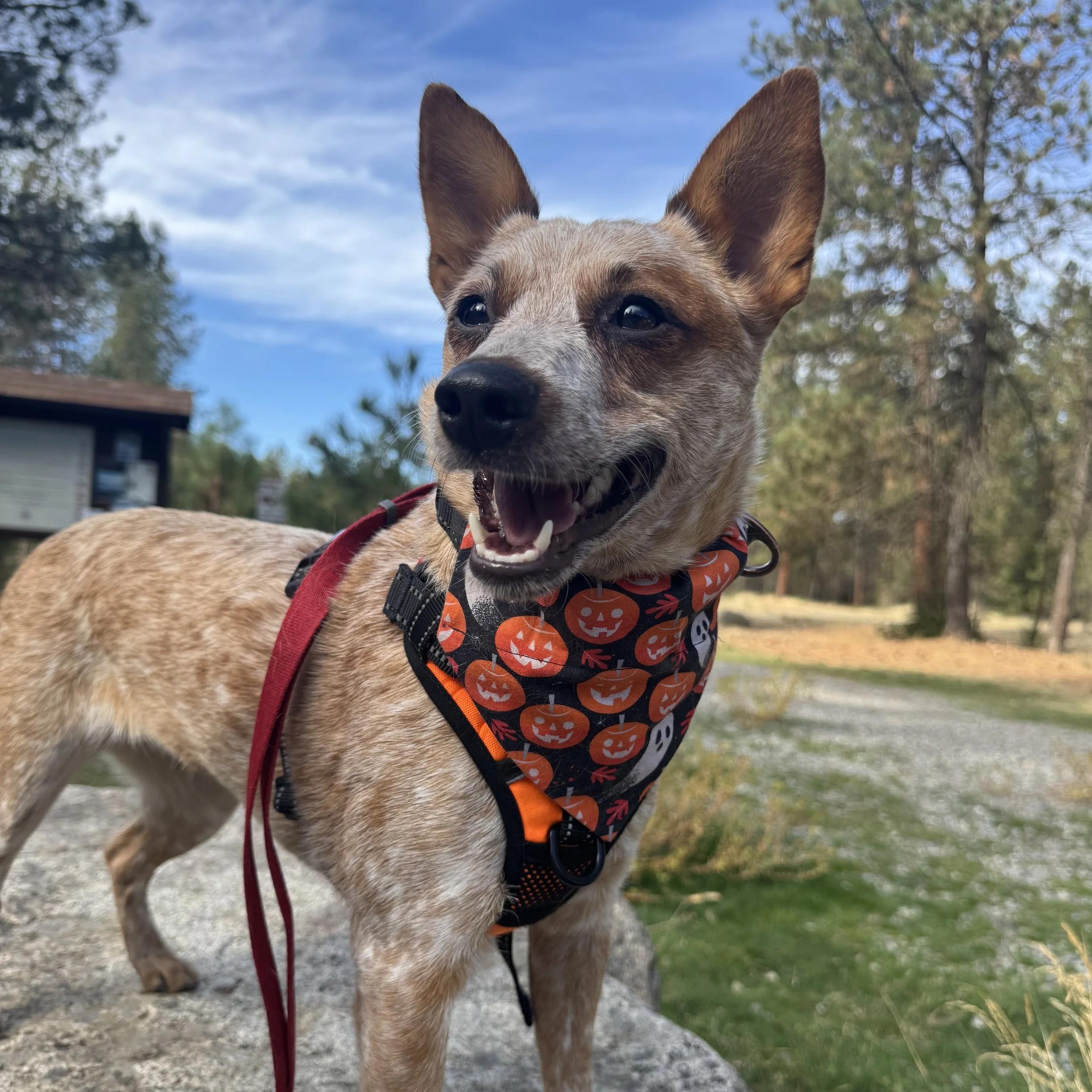 Sage, an adopted Australian Cattle Dog / Blue Heeler in Elk, WA image 5/5