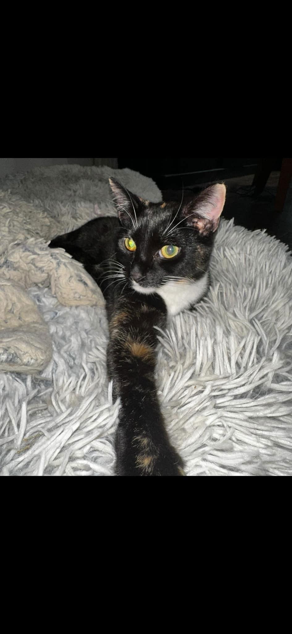 Enlarge Taco 0354, a Adoptable Domestic Short Hair in Stephens City, VA image 1/3