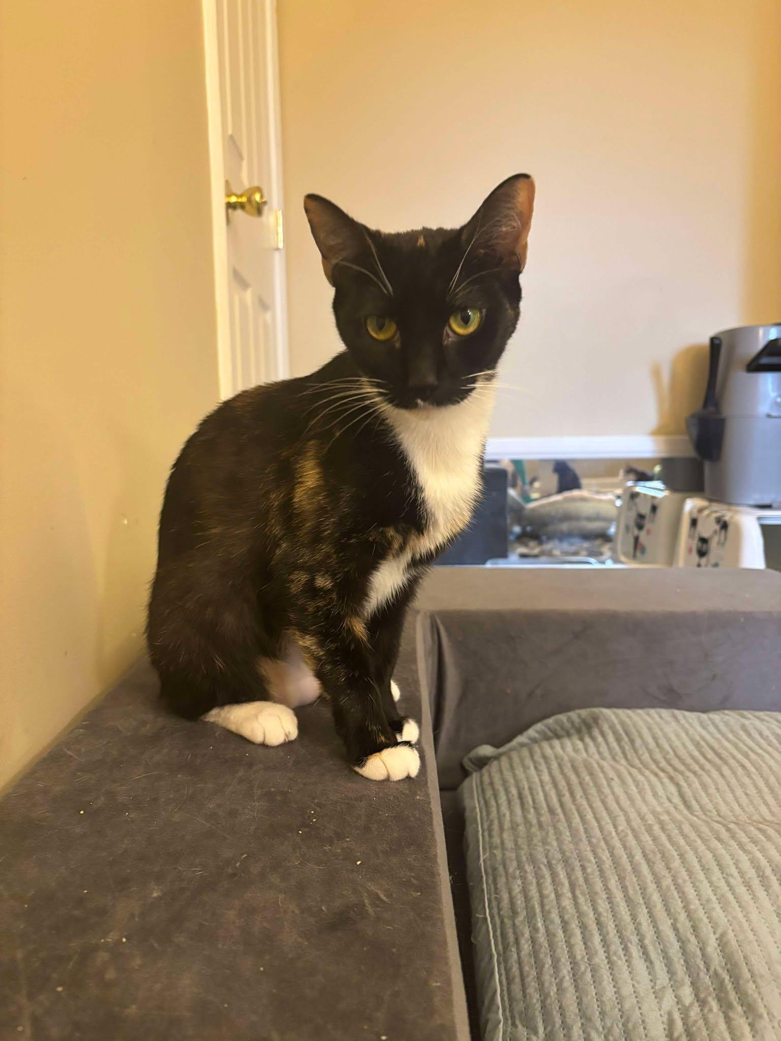 Enlarge Taco 0354, a Adoptable Domestic Short Hair in Stephens City, VA image 2/3