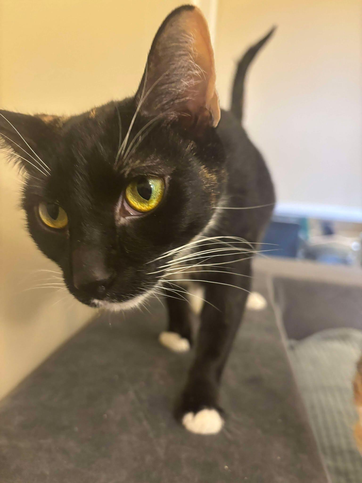 Enlarge Taco 0354, a Adoptable Domestic Short Hair in Stephens City, VA image 3/3