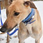 Enlarge ARCADE DINER, a Adoptable Greyhound in grandville, MI image 1/1