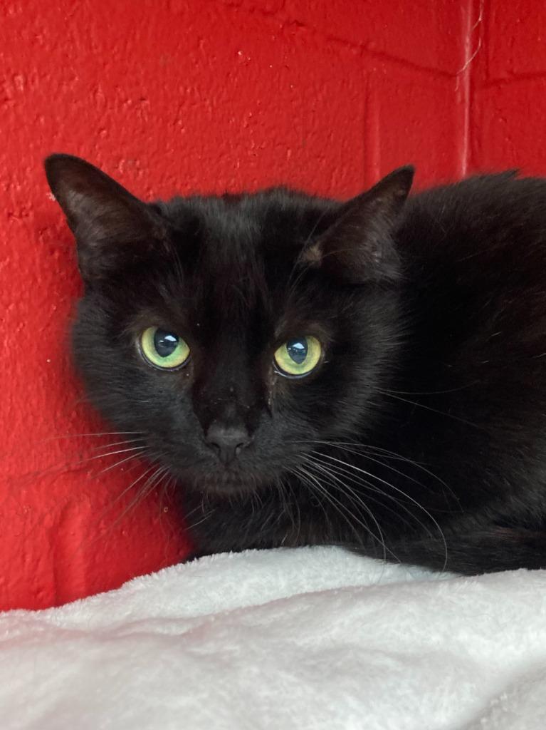 Kettle, Adoptable, Adult Female Domestic Short Hair.