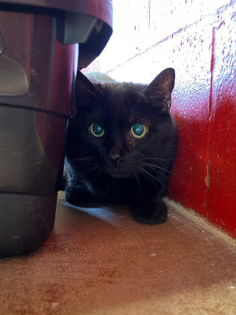 Kettle, Adoptable, Adult Female Domestic Short Hair.