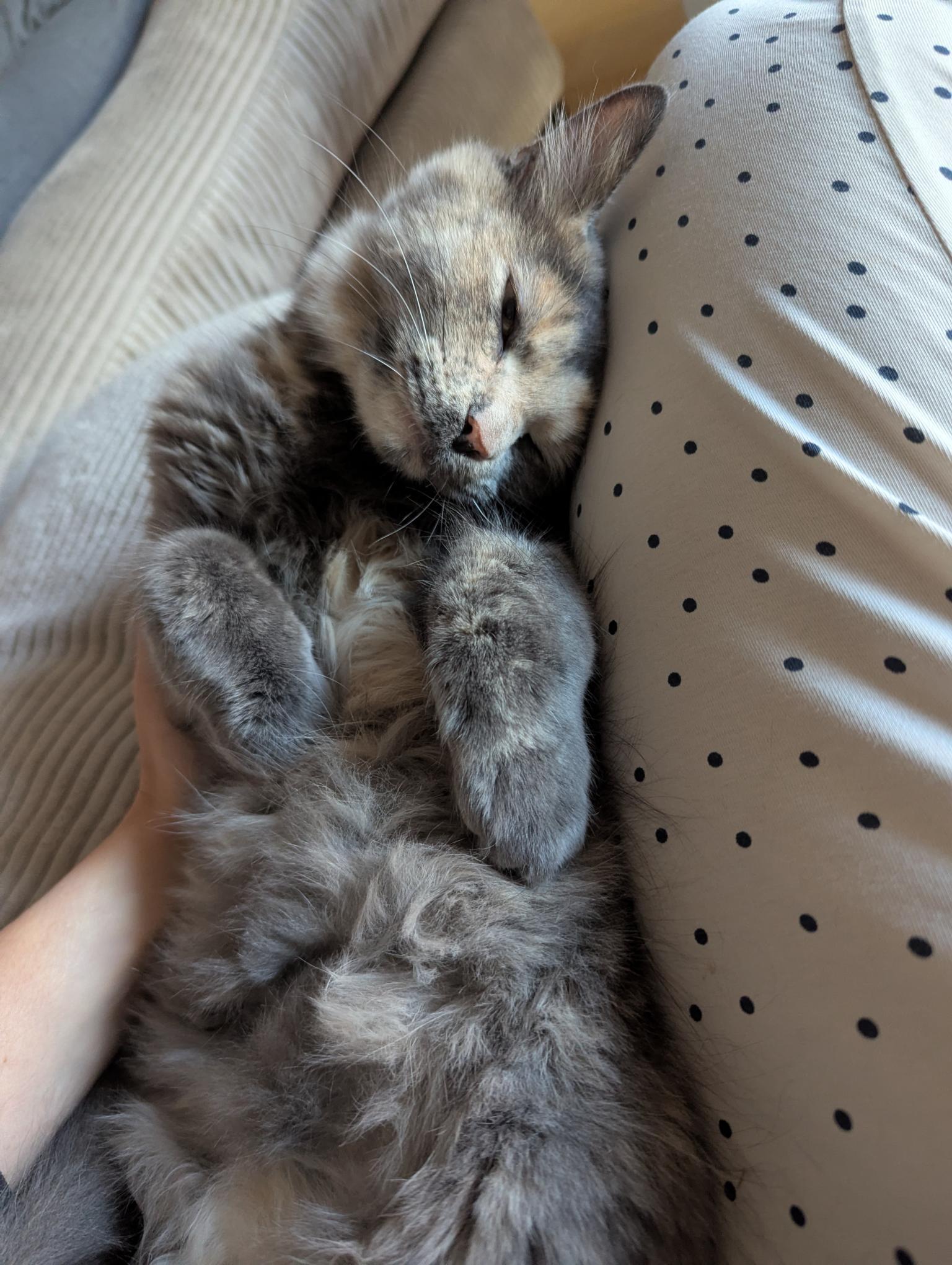 Enlarge Tiana, a Adoptable Domestic Medium Hair in Anjou, QC image 3/3
