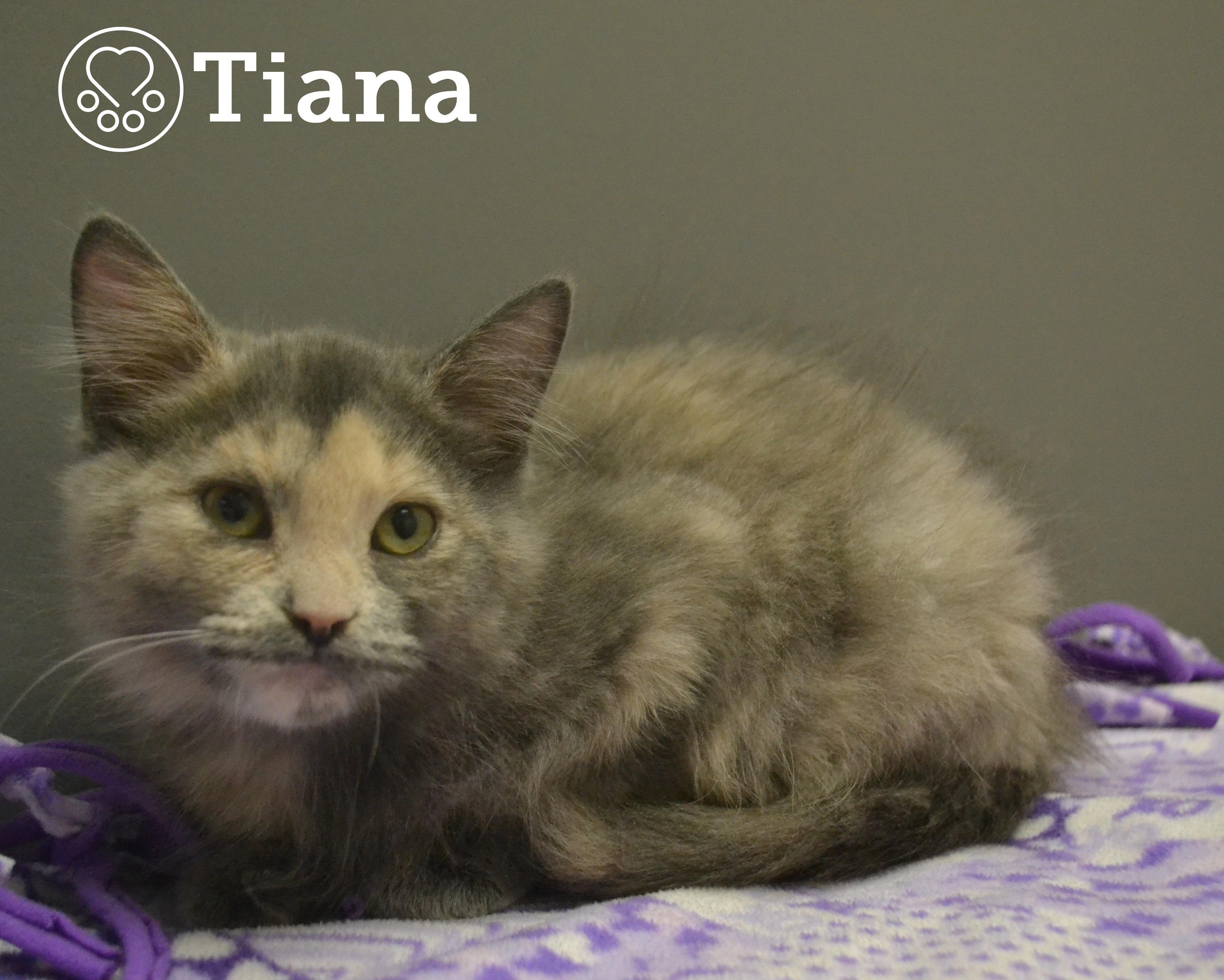 Enlarge Tiana, a Adoptable Domestic Short Hair in Anjou, QC image 1/1
