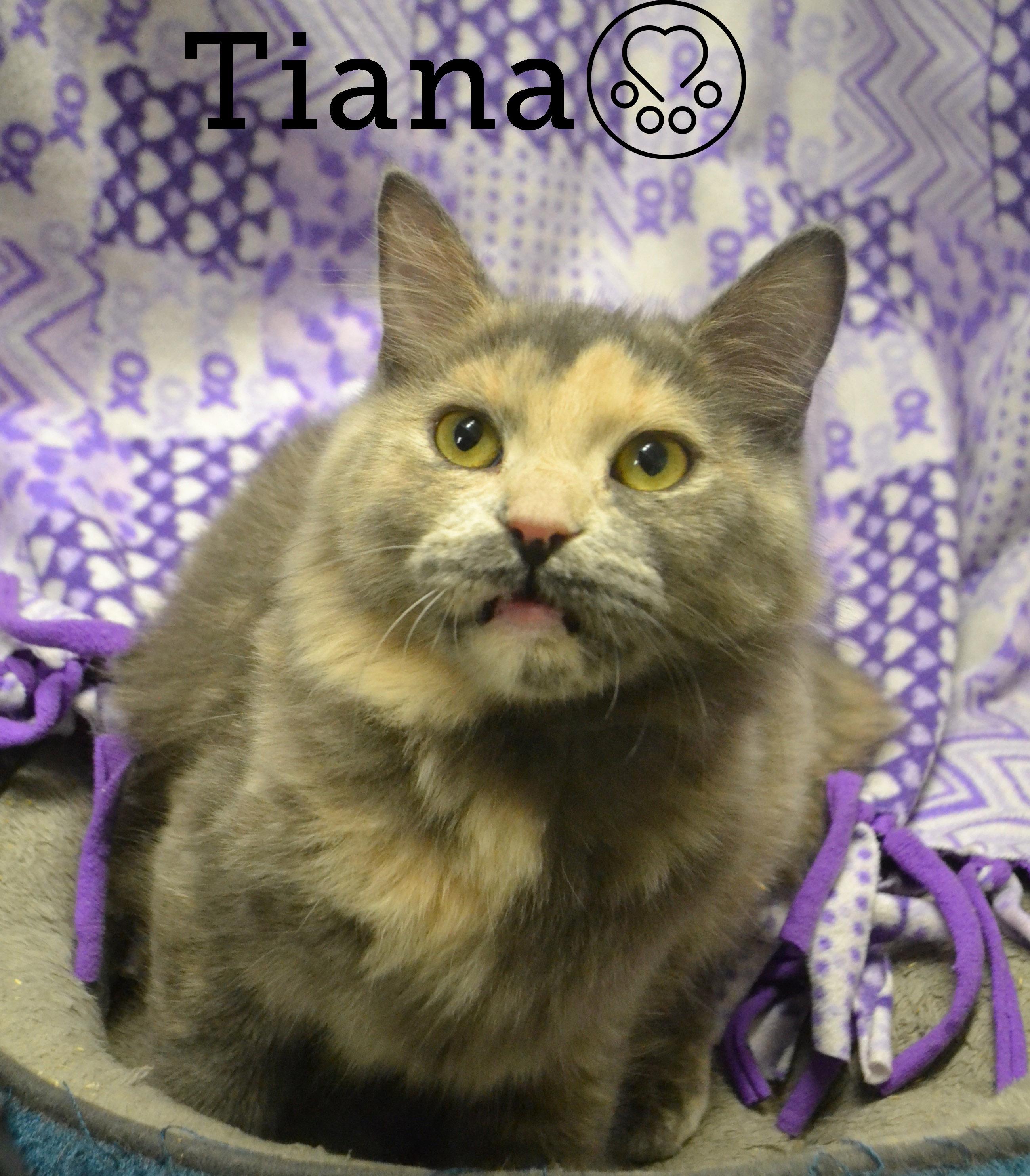 Tiana, Adoptable, Kitten Female Domestic Medium Hair.