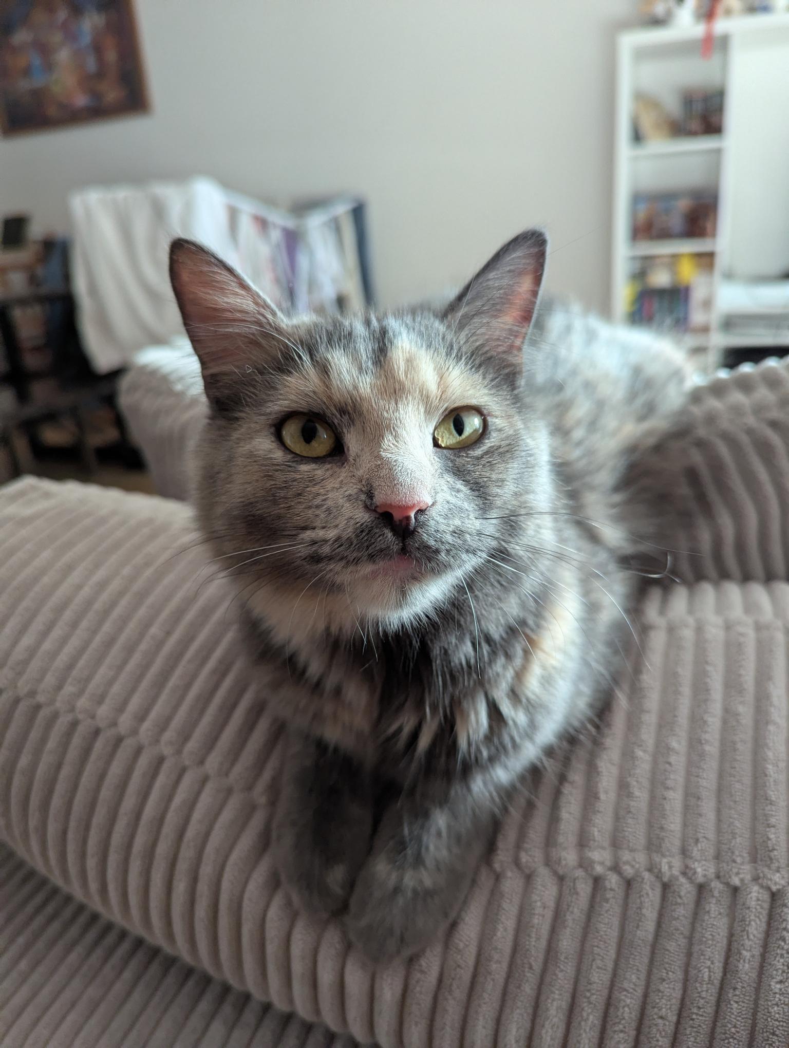 Enlarge Tiana, a Adoptable Domestic Medium Hair in Anjou, QC image 1/3