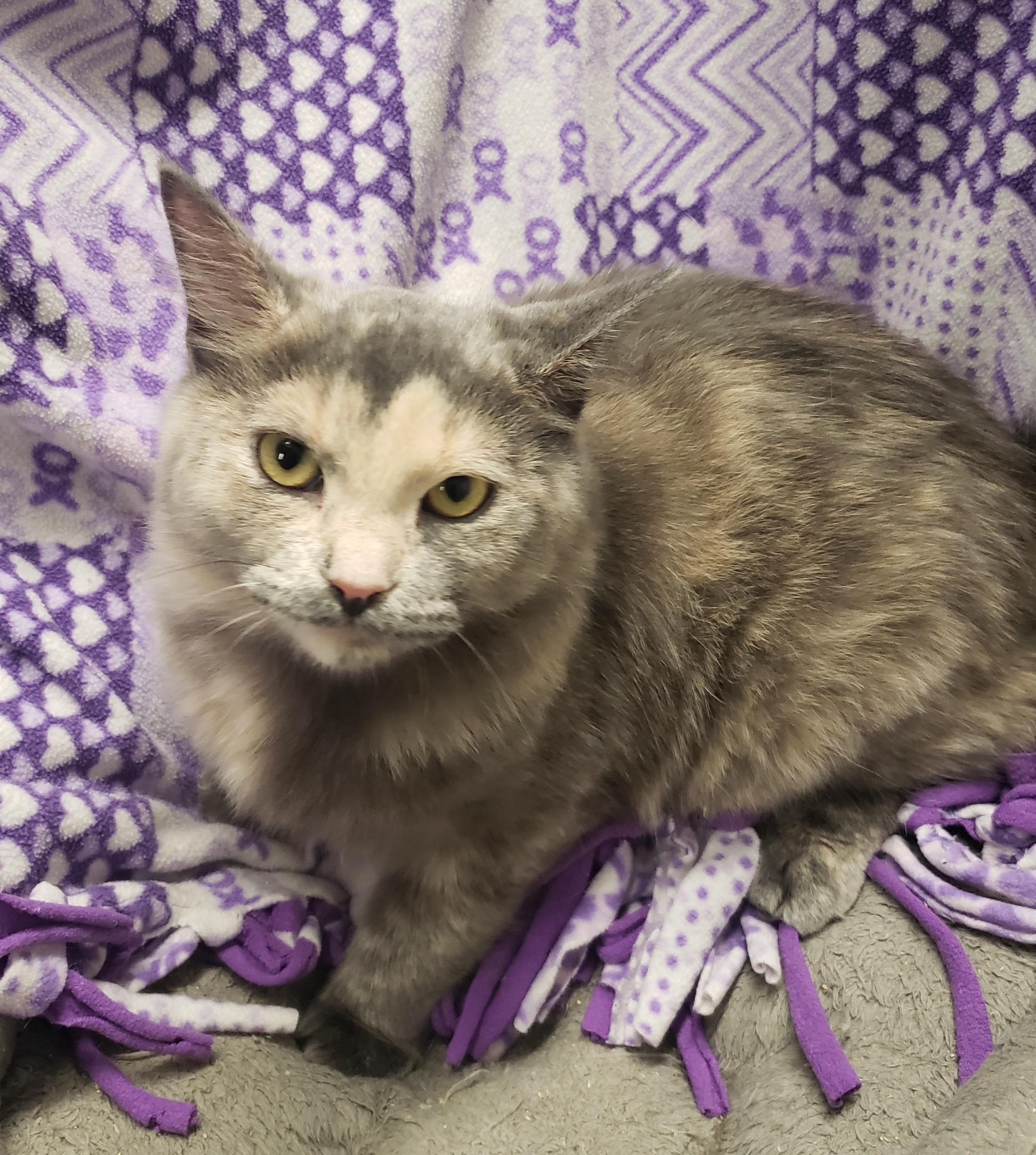 Enlarge Tiana, a Adoptable Domestic Medium Hair in Anjou, QC image 2/2