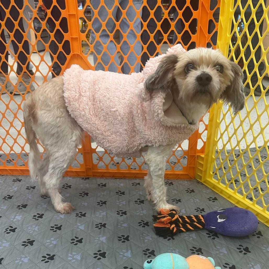 Maddie, Adoptable, Senior Female Lhasa Apso & Poodle.