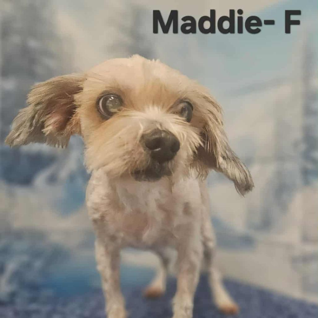 Enlarge Maddie, a Adoptable mixed breed in Griswold, CT image 1/6