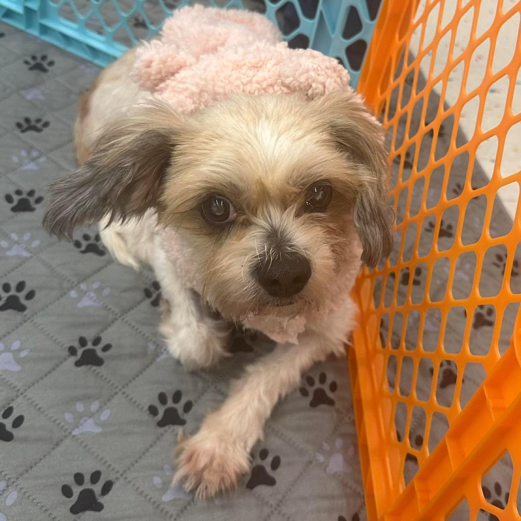 Maddie, a Adoptable mixed breed in Griswold, CT image 2/6