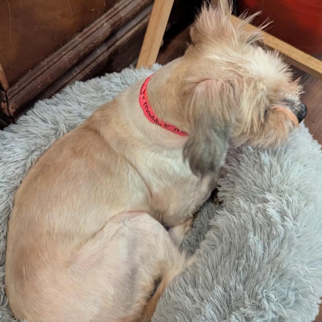 Enlarge Maddie, a Adoptable mixed breed in Griswold, CT image 2/6