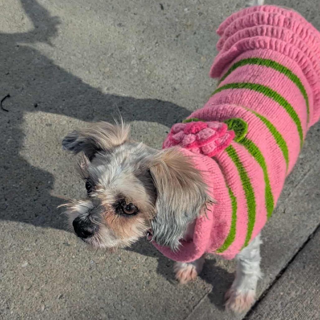 Enlarge Maddie, a Adoptable mixed breed in Griswold, CT image 3/6