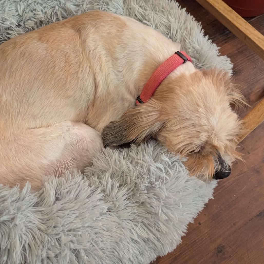 Enlarge Maddie, a Adoptable mixed breed in Griswold, CT image 4/6