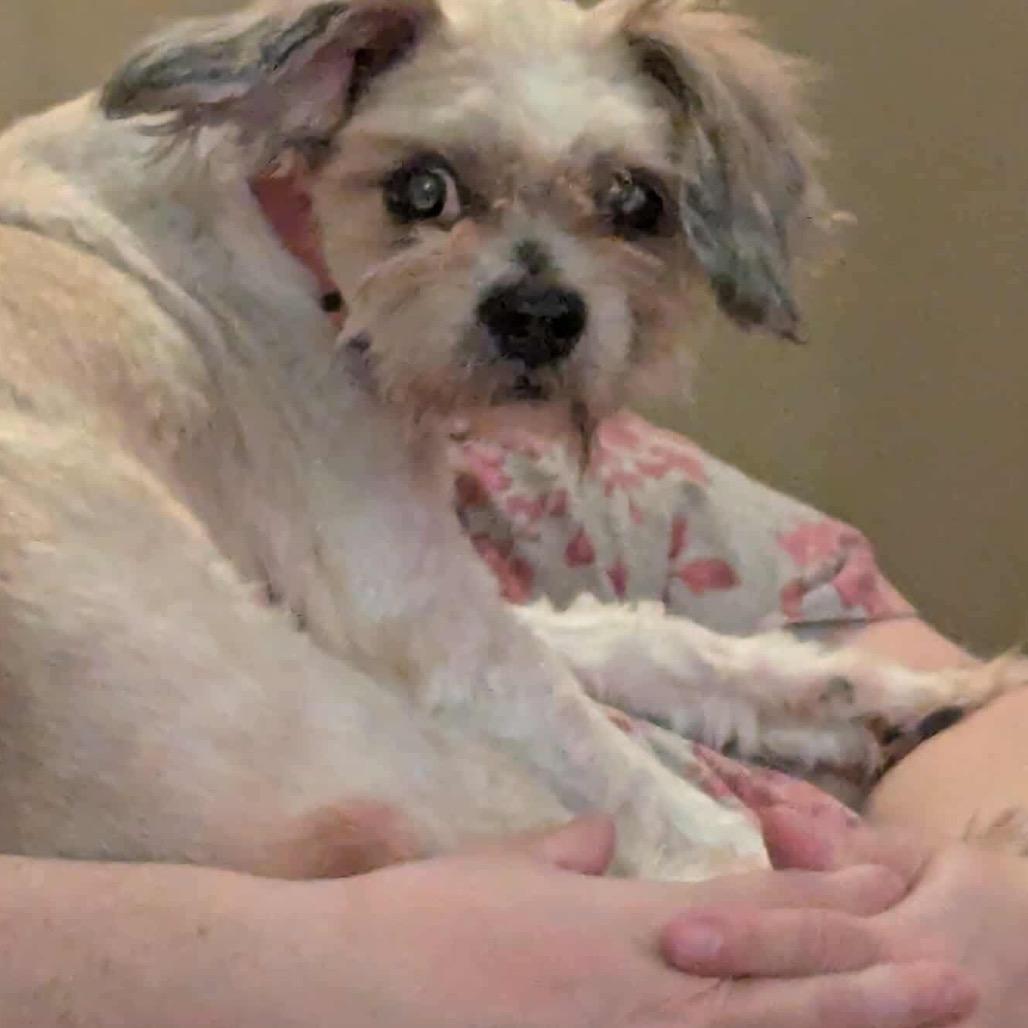 Enlarge Maddie, a Adoptable mixed breed in Griswold, CT image 6/6