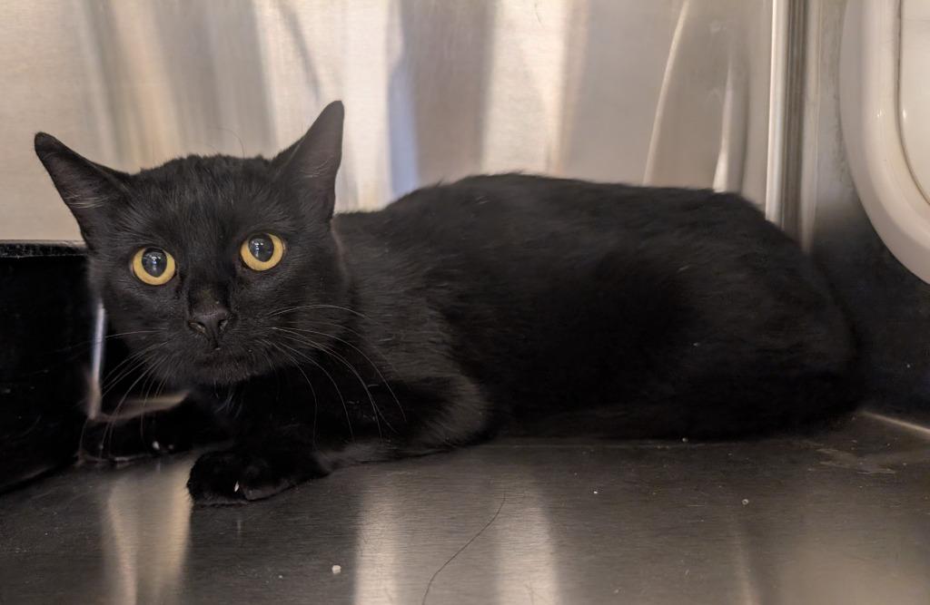 Frankie, Adopted, Adult Female Domestic Short Hair.