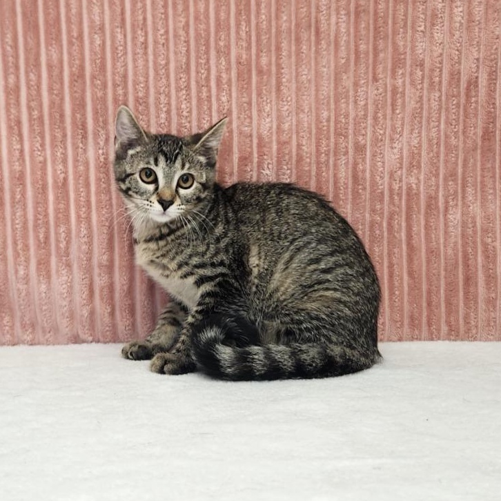Chappell Roan, ADOPTABLE, Kitten Female Domestic Short Hair.