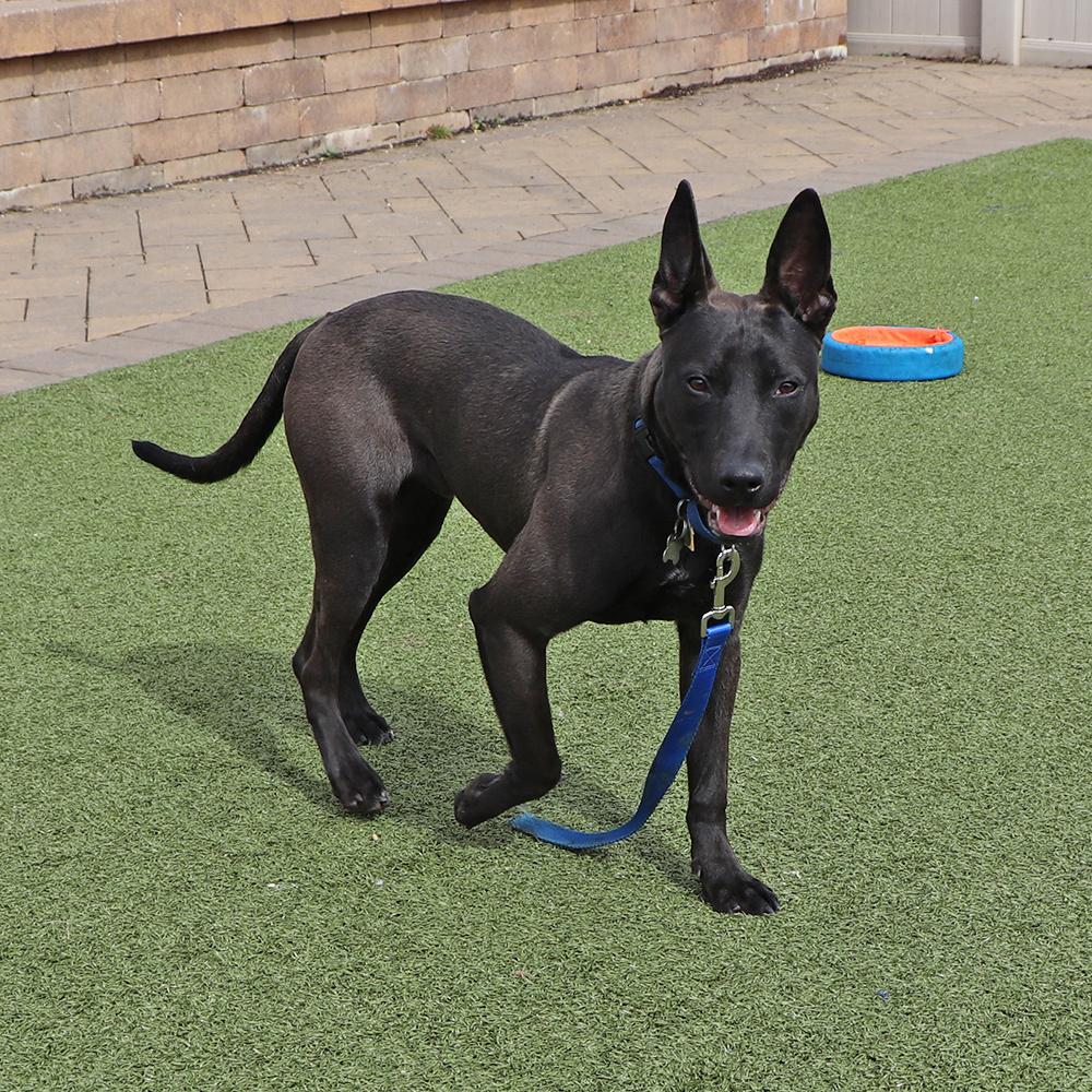 Enlarge Squirt, a Adoptable Mixed Breed in Port Washington, NY image 1/4