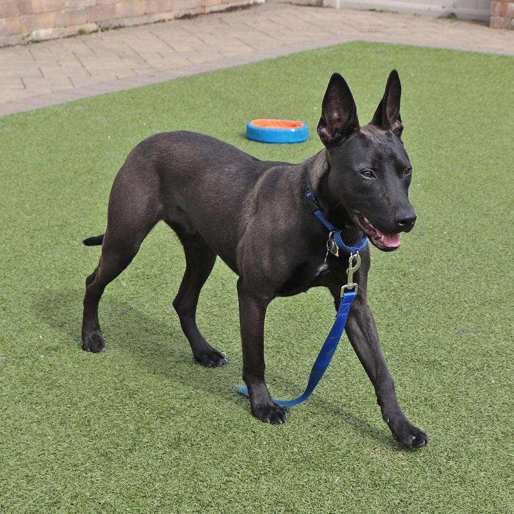 Enlarge Squirt, a Adoptable Mixed Breed in Port Washington, NY image 2/4