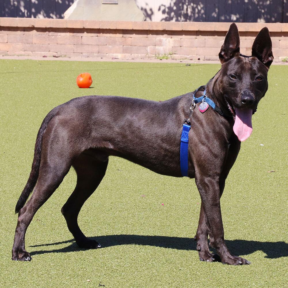 Enlarge Squirt, a Adoptable Mixed Breed in Port Washington, NY image 3/4