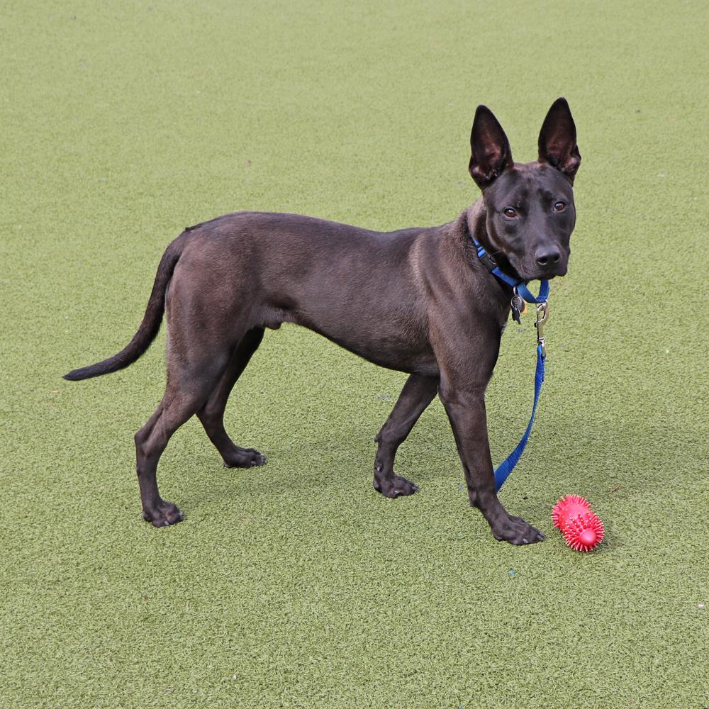 Enlarge Squirt, a Adoptable Mixed Breed in Port Washington, NY image 4/4