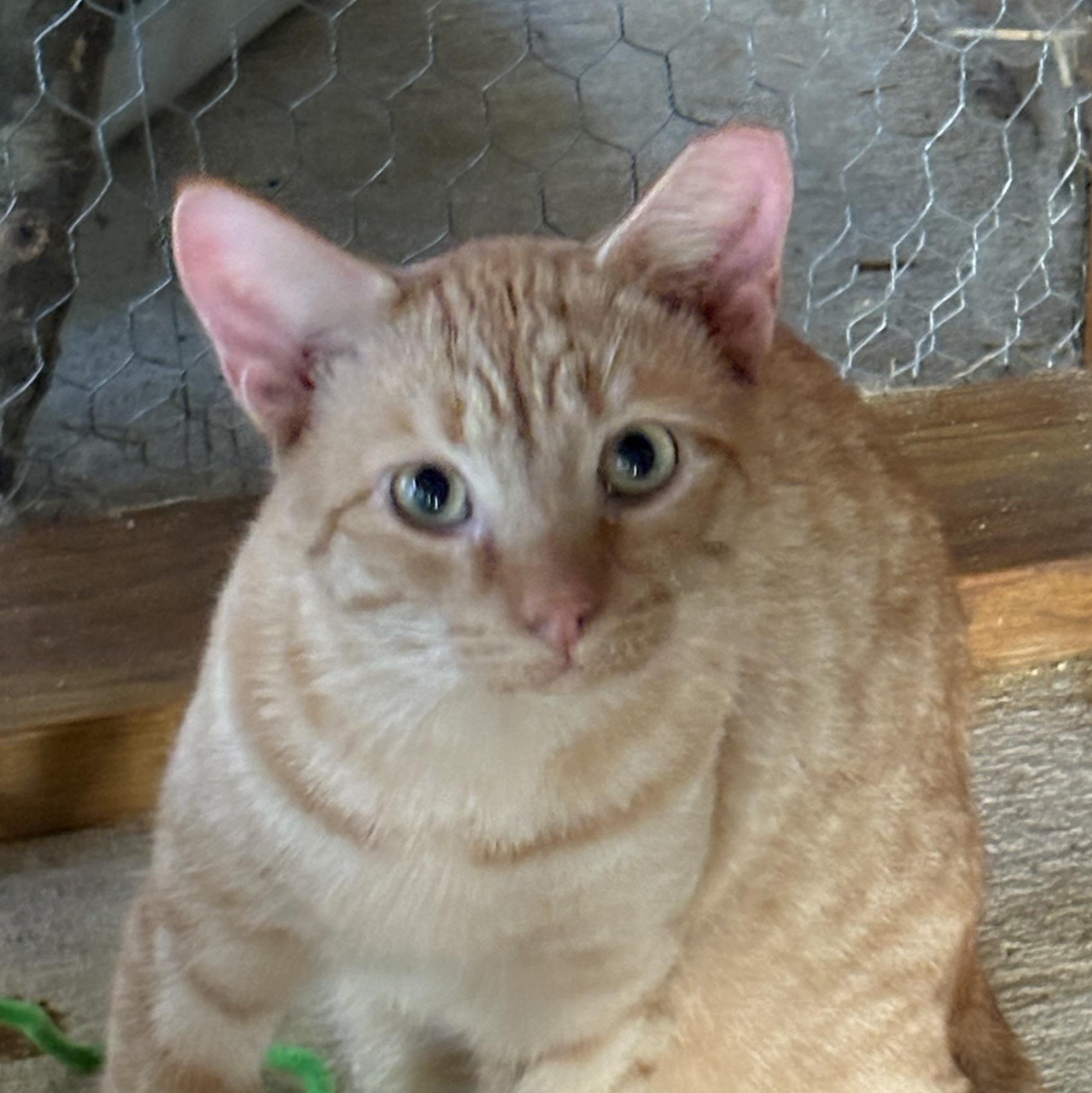 Enlarge Cheeto, a Adoptable Domestic Short Hair in Beaufort, SC image 1/6