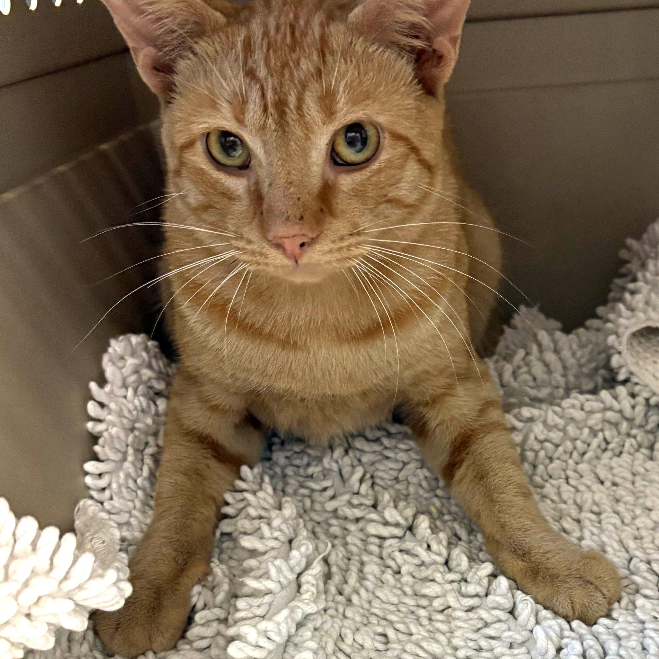 Enlarge Cheeto, a Adoptable Domestic Short Hair in Beaufort, SC image 4/6