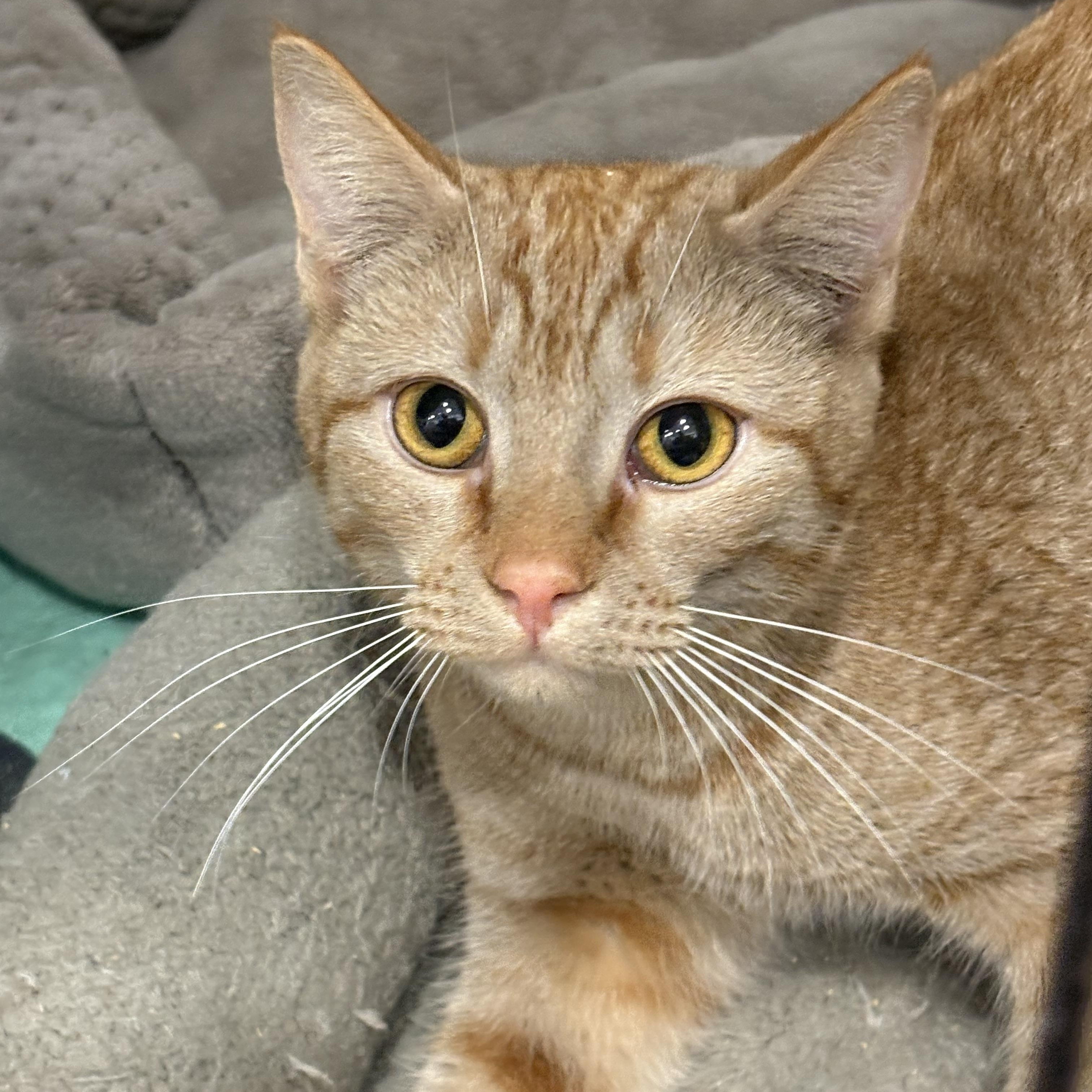 Enlarge Cheeto, a Adoptable Domestic Short Hair in Beaufort, SC image 1/6